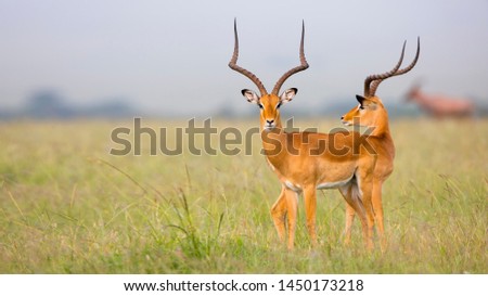 two-headed impala gazelle illusion in masai mara savanna