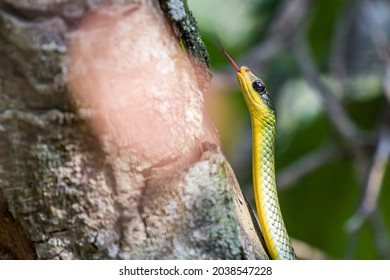 Two-headed Sipo (Chironius Bicarinatus) Colubridae Green Snake