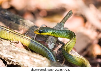 Two-headed Sipo (Chironius Bicarinatus) Colubridae Green Snake