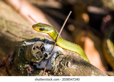 Two-headed Sipo (Chironius Bicarinatus) Colubridae Green Snake