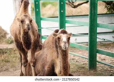 Two-humped camels in zoological garden - Shutterstock ID 2127850142