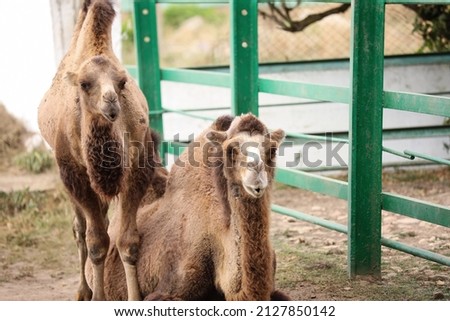 Two-humped camels in zoological garden