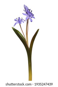 Two-leaf squill, Scilla bifolia, forest flowers isolated on white background, clipping path - Shutterstock ID 1935247439