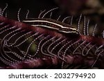 Two-Lined Clingfish in crinoid, Lepadichthys lineatus, close up