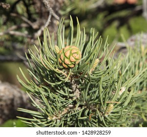 Two-Needle Pinyon (Pinus Edulis) Cone In Zion National Park, Utah