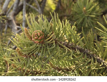 Two-Needle Pinyon (Pinus Edulis) Cone In Zion National Park, Utah