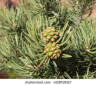 Two-Needle Pinyon (Pinus Edulis) Cones In Zion National Park, Utah