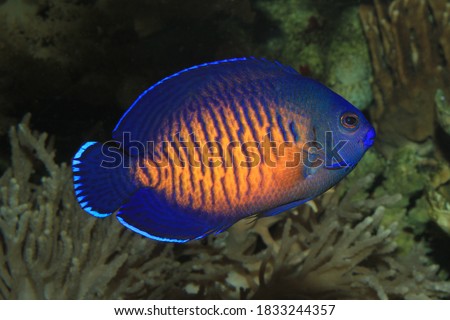 Twospined angelfish (Centropyge bispinosa); reef tank aquarium