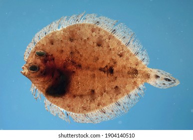 Twospot Flounder ( Bothus Robinsi ). Gulf Of Mexico.