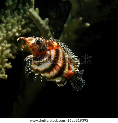 Twospot Turkeyfish, dendrochirus biocellatus    underwater view