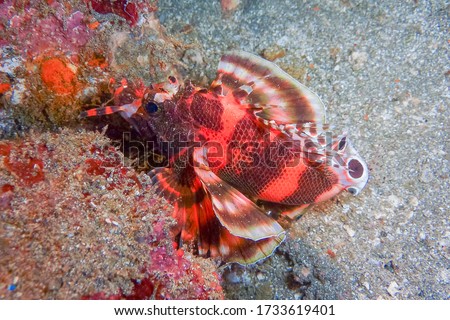 Twospot turkeyfish or ocellated lionfish (Dendrochirus biocellatus) Bali, Indonesia