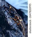 Two-Spotted Cricket or Gryllus Bimaculatus