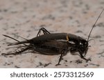 Two-spotted cricket Gryllus bimaculatus. Playa de Arinaga. Aguimes. Gran Canaria. Canary Islands. Spain.