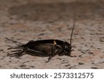 Two-spotted cricket Gryllus bimaculatus. Playa de Arinaga. Aguimes. Gran Canaria. Canary Islands. Spain.