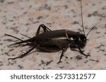 Two-spotted cricket Gryllus bimaculatus. Playa de Arinaga. Aguimes. Gran Canaria. Canary Islands. Spain.