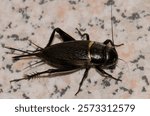 Two-spotted cricket Gryllus bimaculatus. Playa de Arinaga. Aguimes. Gran Canaria. Canary Islands. Spain.