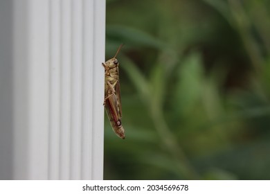 A Two-striped Grasshopper Holding Onto The Side Of A House In Westchester County, New York, On A Summer Day