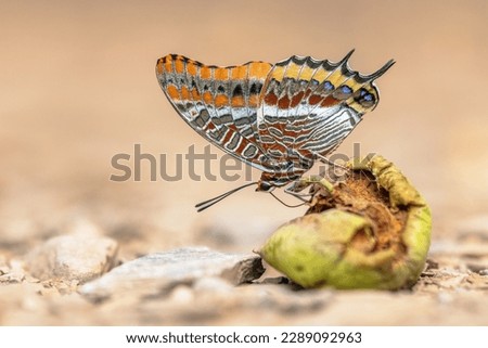 Two-tailed Pasha (Charaxes jasius) beautiful butterfly on rotting fruit. One of the largest butterflies of Europe. Wildlife Scene of Nature in Europe.