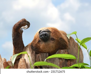 Two-toed Sloth (choloepus Didactylus)