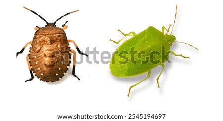 The two-tone Halyomorpha halys insect is white on its back.