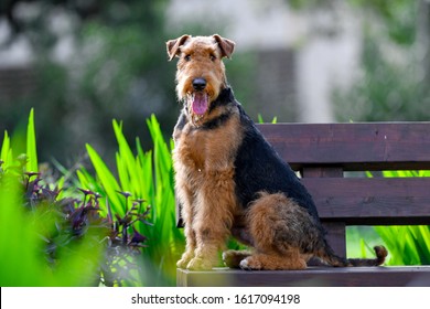 A Two-year-old Airedale Terrier Dog.