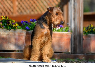 A Two-year-old Airedale Terrier Dog.