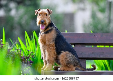 A Two-year-old Airedale Terrier Dog.