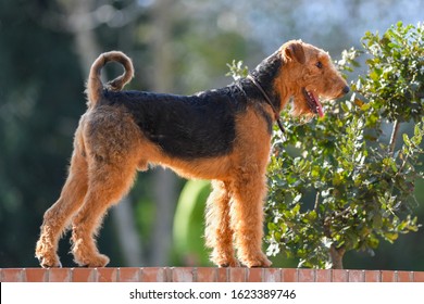 A Two-year-old Airedale Terrier Dog.