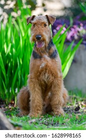 A Two-year-old Airedale Terrier Dog.