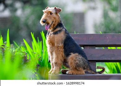 A Two-year-old Airedale Terrier Dog.