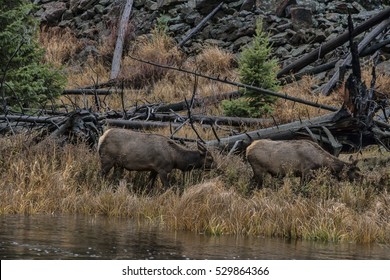 Twp elk graze in grass near a river.