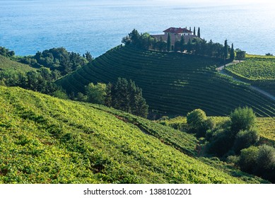 Txakoli White Wine Vineyards, Getaria, Spain