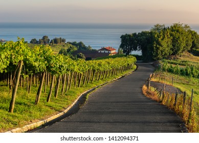 Txakoli White Wine Vineyards, Getaria, Spain