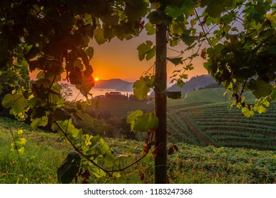 Txakoli White Wine Vineyards At Sunrise, Getaria, Spain