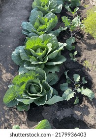 Tying Heads Cabbage Beautiful Cabbage Growing Stock Photo 2179936403 Tying Heads Cabbage Beautiful Cabbage Growing Stock Photo 2179936403