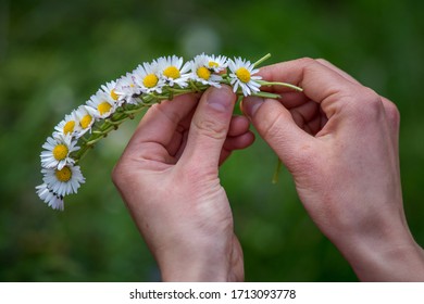 Tying A Wreath Of Daisies In The Spring