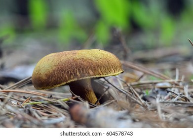 Tylopilus Felleus