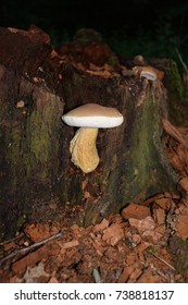 Tylopilus Felleus