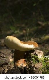 Tylopilus Felleus