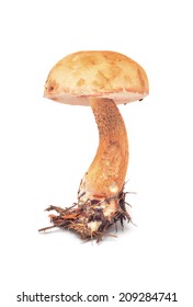 Tylopilus Felleus Mushroom 