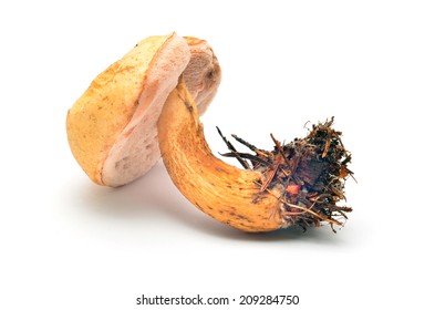 Tylopilus Felleus Mushroom 