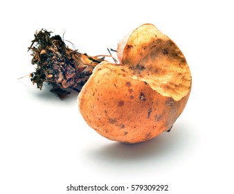 Tylopilus Felleus Mushroom  