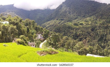 Tympem, East Sikkim, Sikkim/ India - 08.23.2018: View Of Village Landscape With Scenic Rice Fields On Hill Terrace, Organic Farming