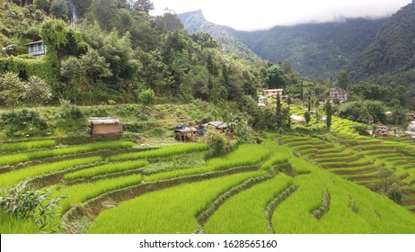 Tympem, East Sikkim, Sikkim/ India - 08.23.2018: View Of Village Landscape With Scenic Rice Fields On Hill Terrace, Organic Farming