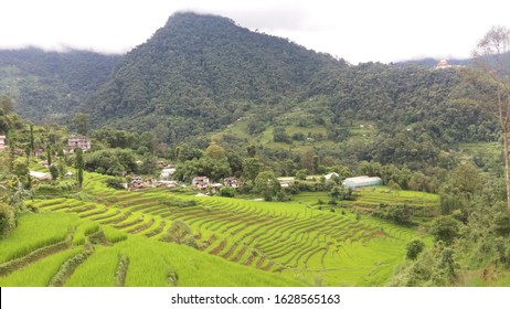 Tympem, East Sikkim, Sikkim/ India - 08.23.2018: View Of Village Landscape With Scenic Rice Fields On Hill Terrace, Organic Farming