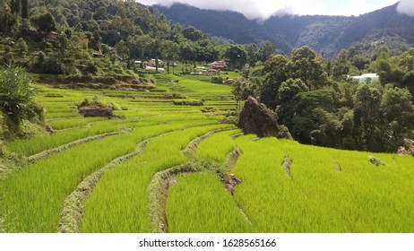 Tympem, East Sikkim, Sikkim/ India - 08.23.2018: View Of Village Landscape With Scenic Rice Fields On Hill Terrace, Organic Farming