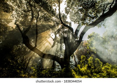 Tyndall Effect In A Forest