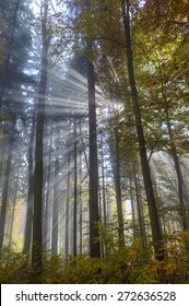 Tyndall Effect In Forest