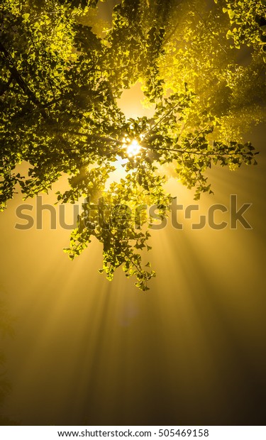 Tyndall Effect Light Rays Coming Out Stock Photo Edit Now 505469158