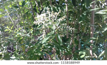 tyni flower withe